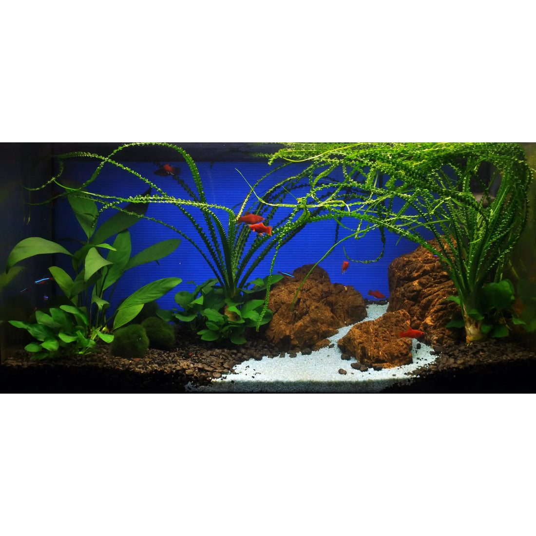 Scaped For You Collection - Tropica The Mountain (100L) Easy (Copy) Tropica