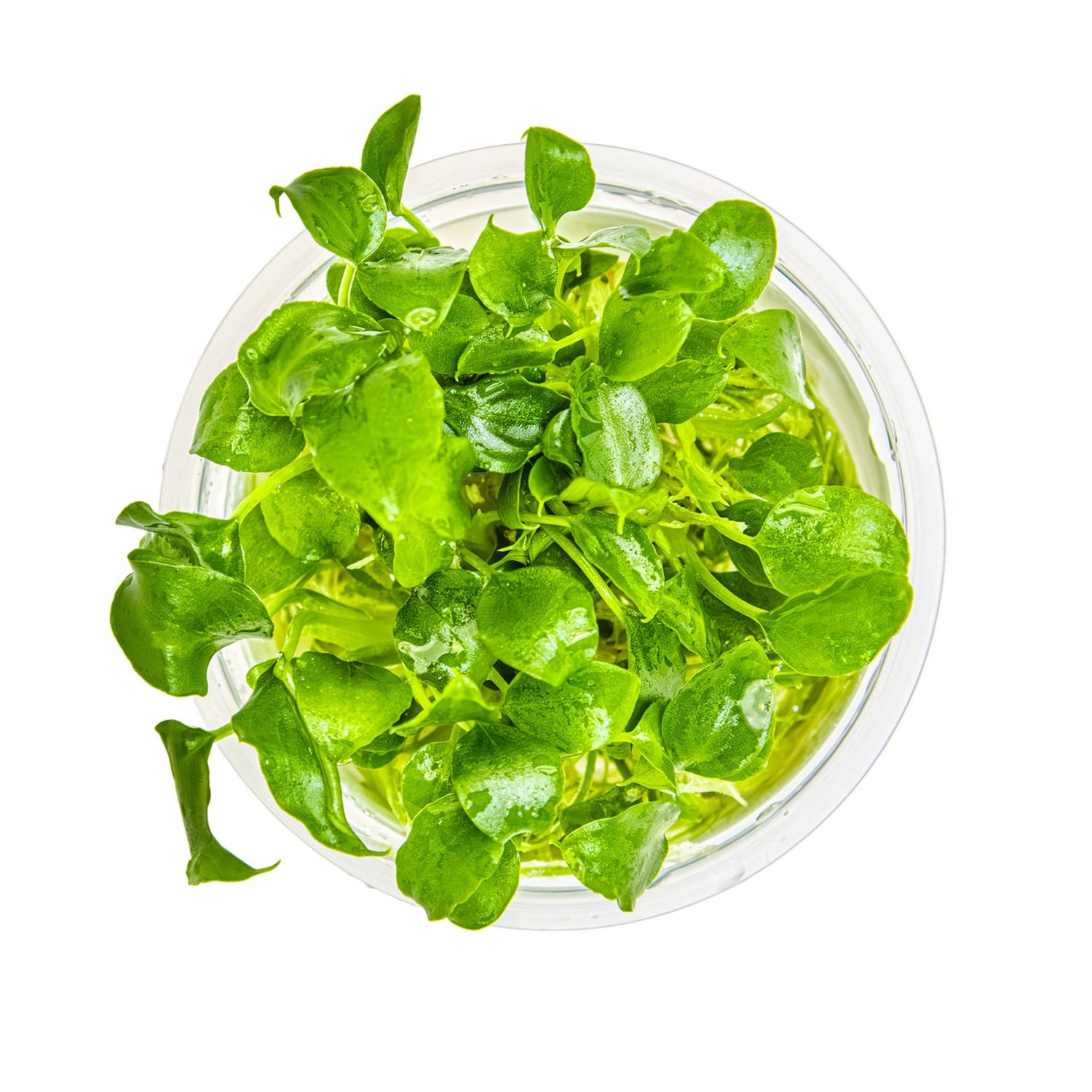 Tropica Schismatoglottis prietoi 1-2-GROW!