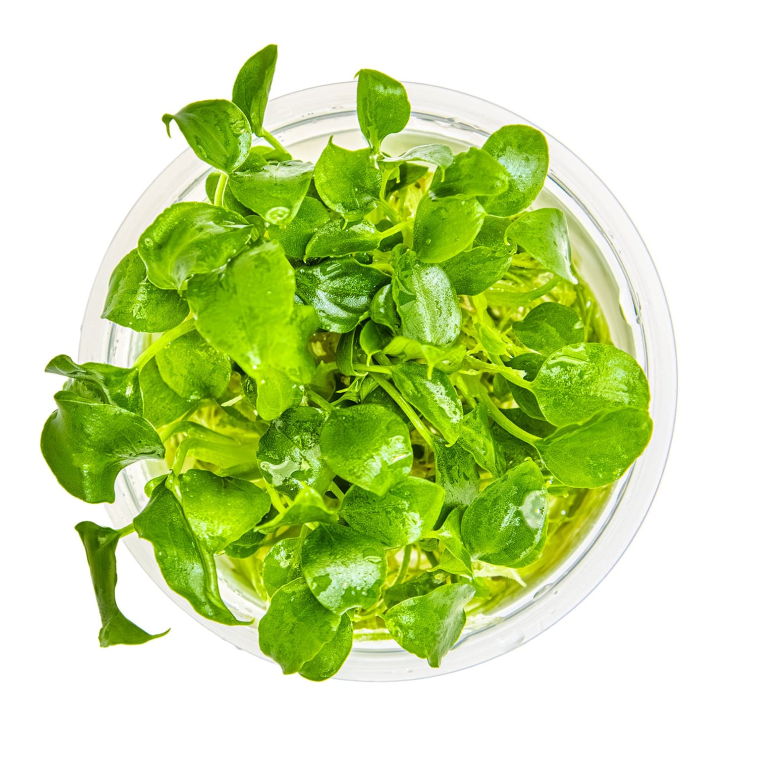 Tropica Schismatoglottis prietoi 1-2-GROW!