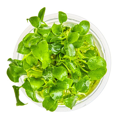 Tropica Schismatoglottis prietoi 1-2-GROW!