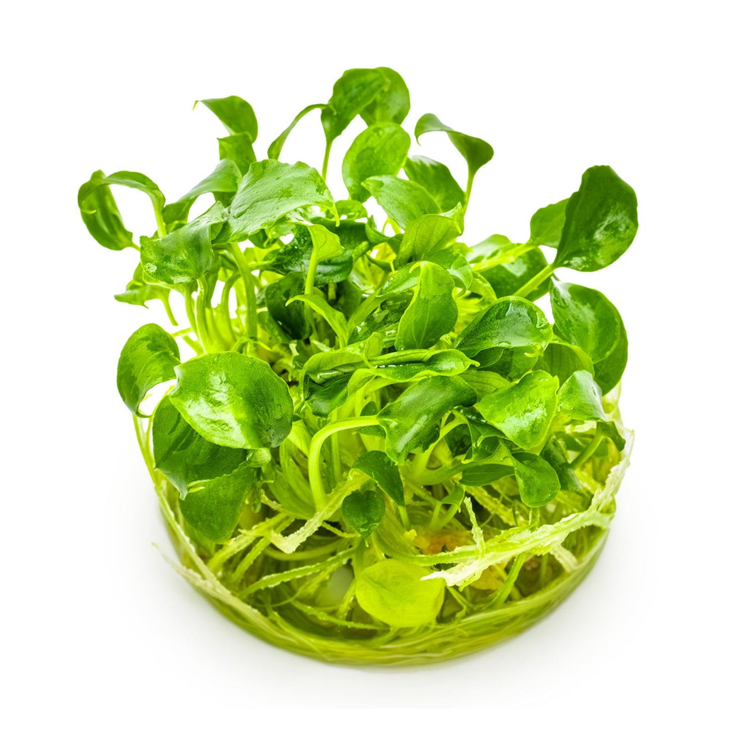 Tropica Schismatoglottis prietoi 1-2-GROW!