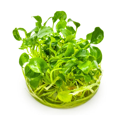 Tropica Schismatoglottis prietoi 1-2-GROW!