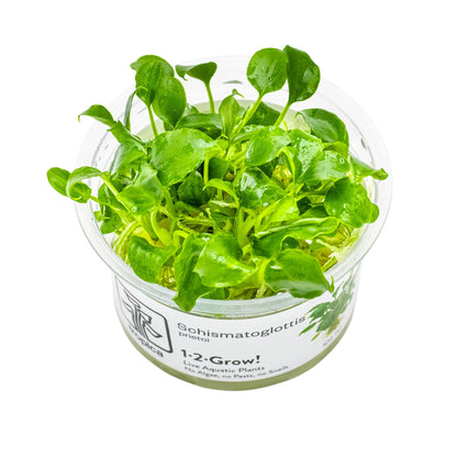 Tropica Schismatoglottis prietoi 1-2-GROW!