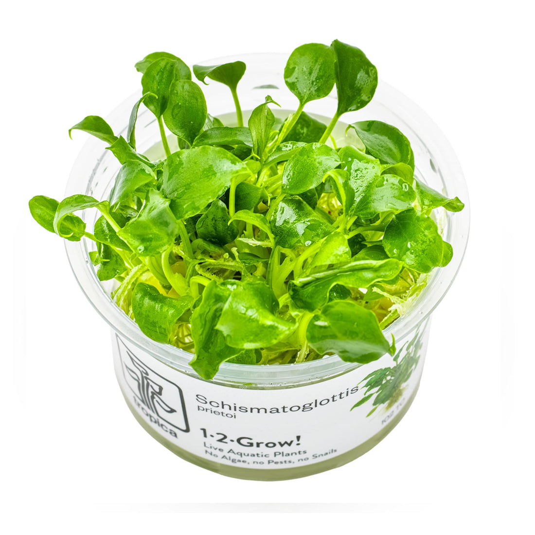 Tropica Schismatoglottis prietoi 1-2-GROW!