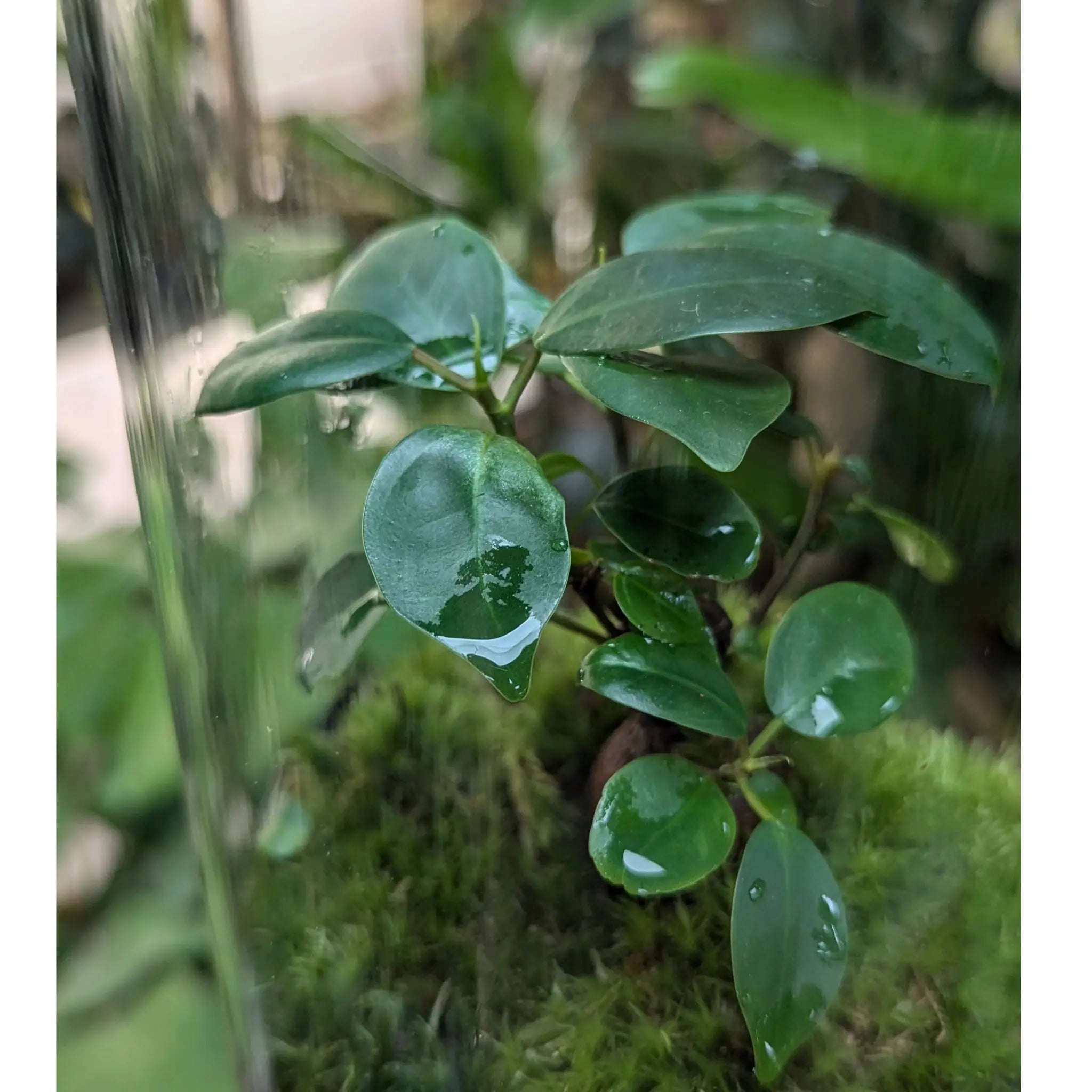 Serene Bonsai Terrarium | Ficus Ginseng Ecosystem Aqua Essentials