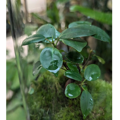 Serene Bonsai Terrarium | Ficus Ginseng Ecosystem Aqua Essentials