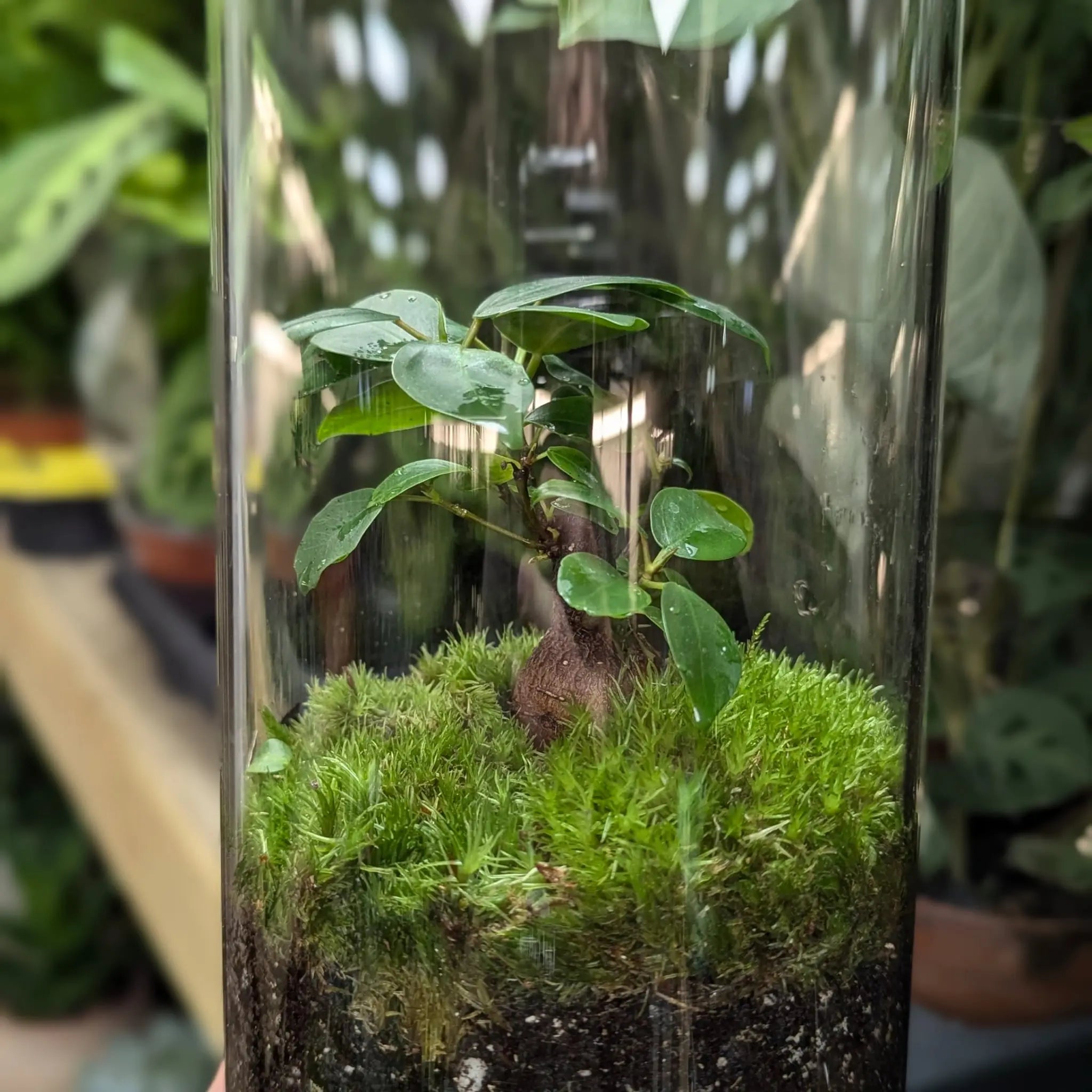 Serene Bonsai Terrarium | Ficus Ginseng Ecosystem Aqua Essentials