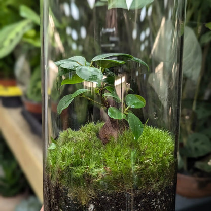 Serene Bonsai Terrarium | Ficus Ginseng Ecosystem Aqua Essentials