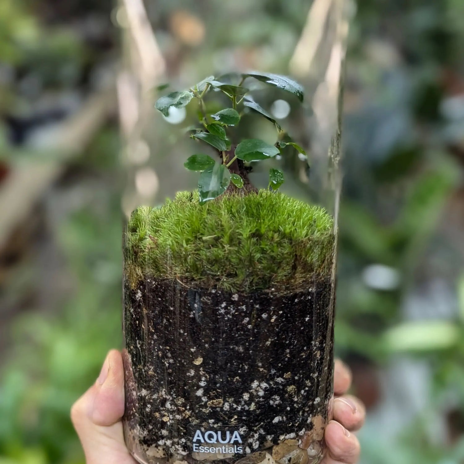 Serene Bonsai Terrarium | Ficus Ginseng Ecosystem Aqua Essentials