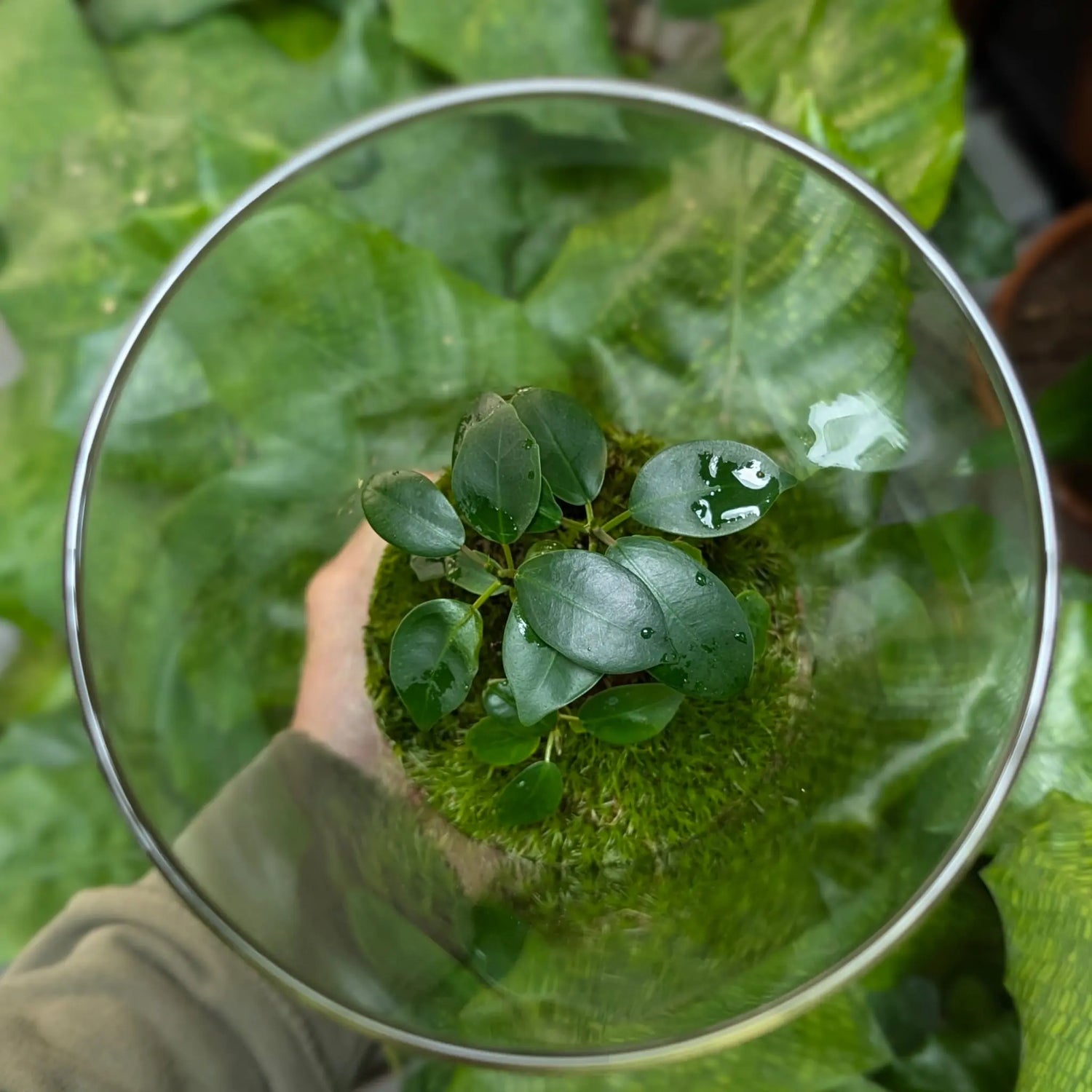 Serene Bonsai Terrarium | Ficus Ginseng Ecosystem Aqua Essentials