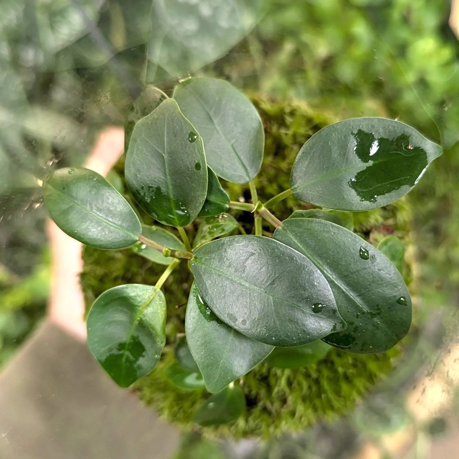 Serene Bonsai Terrarium | Ficus Ginseng Ecosystem Aqua Essentials