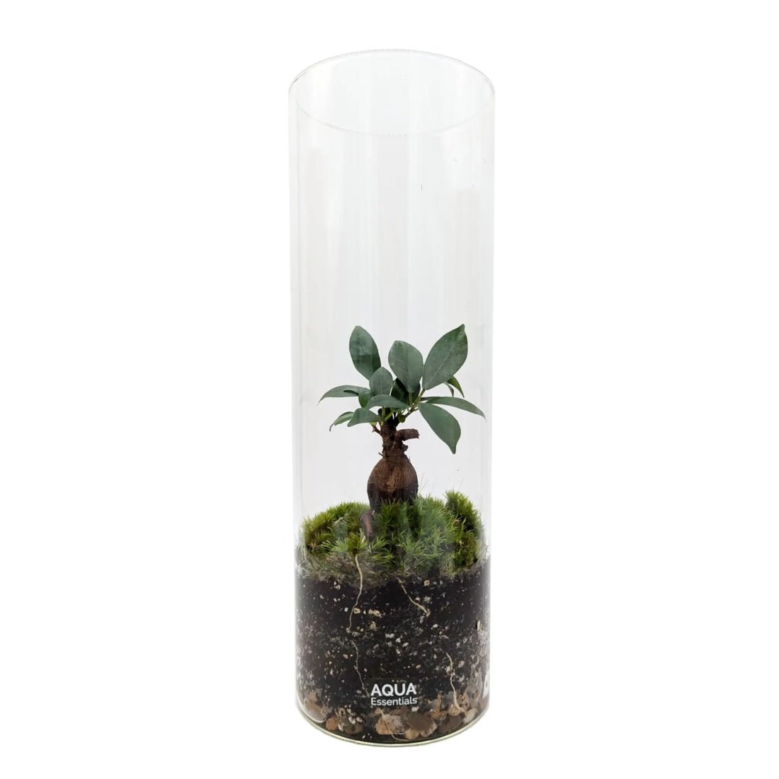 Serene Bonsai Terrarium | Ficus Ginseng Ecosystem Aqua Essentials