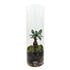 Serene Bonsai Terrarium | Ficus Ginseng Ecosystem Aqua Essentials