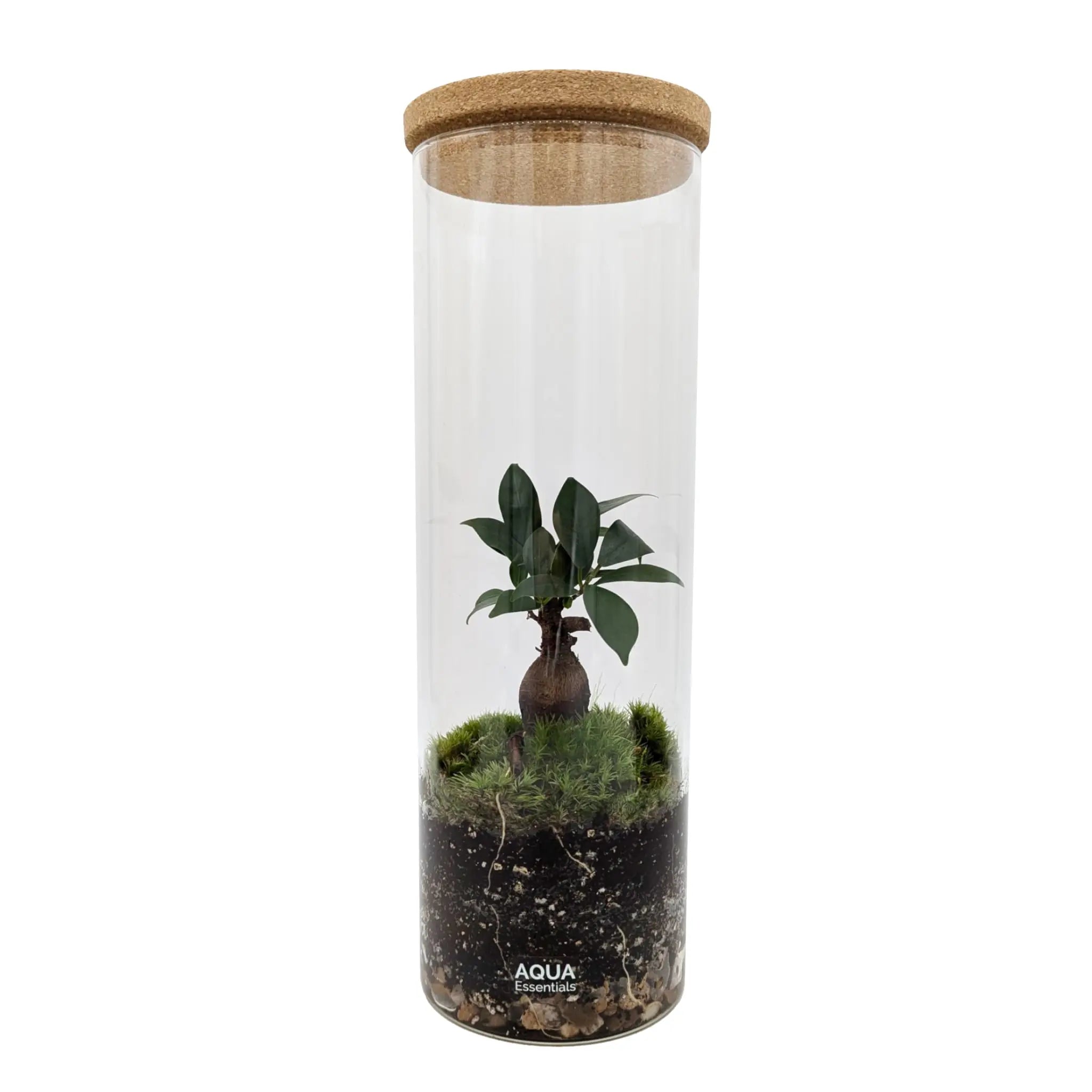 Serene Bonsai Terrarium | Ficus Ginseng Ecosystem Aqua Essentials