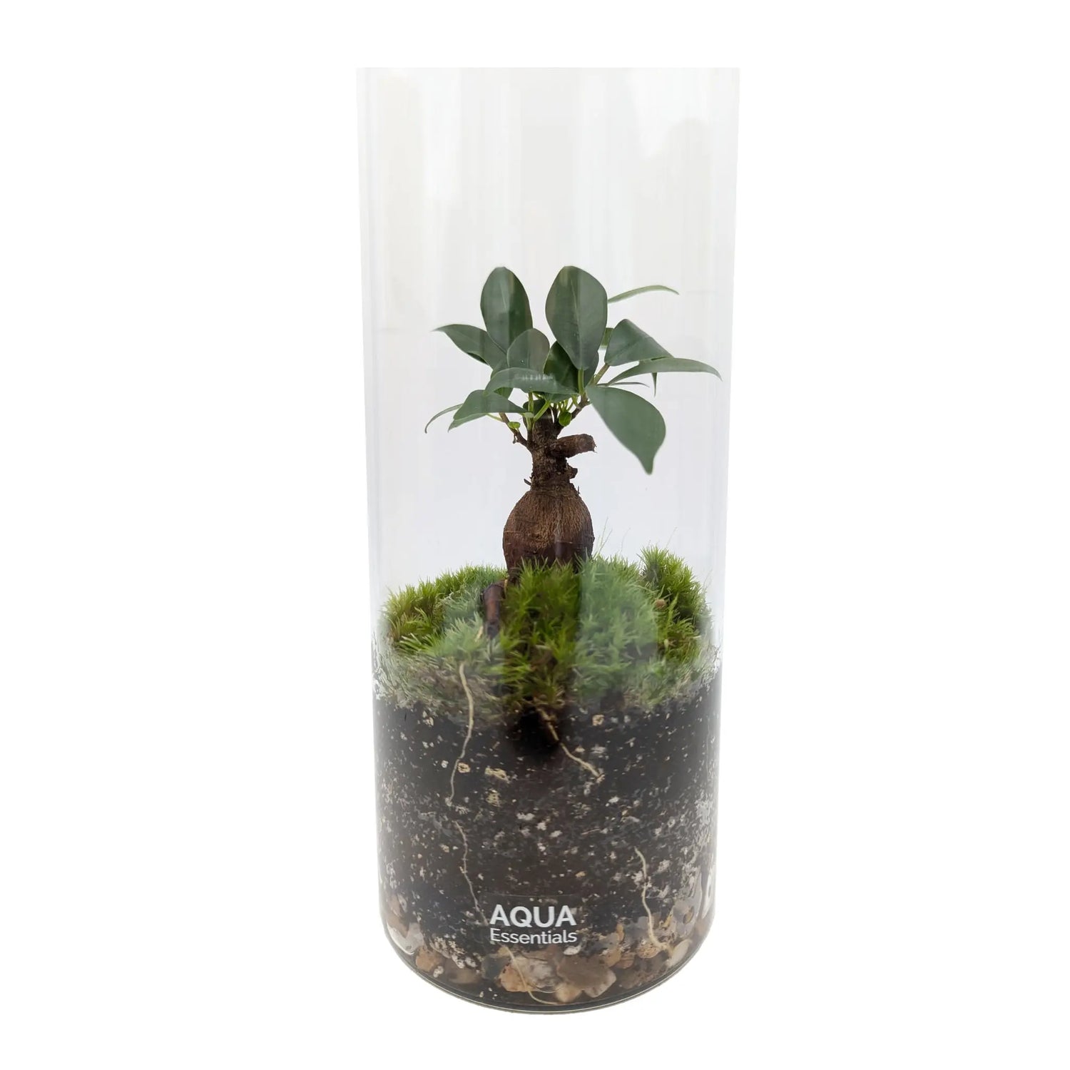 Serene Bonsai Terrarium | Ficus Ginseng Ecosystem Aqua Essentials