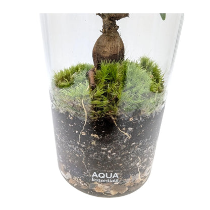 Serene Bonsai Terrarium | Ficus Ginseng Ecosystem Aqua Essentials