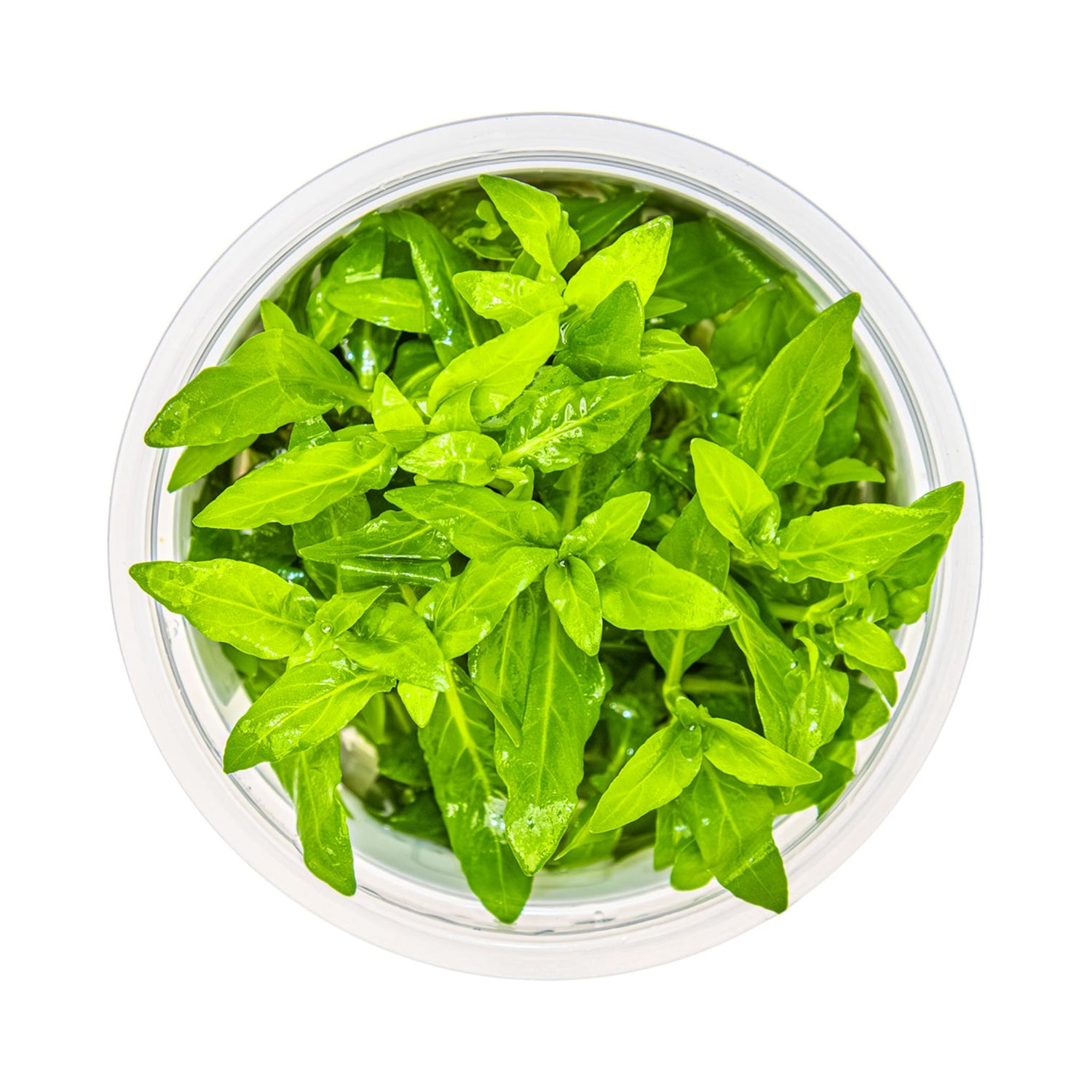 Tropica Staurogyne repens 1-2-GROW!