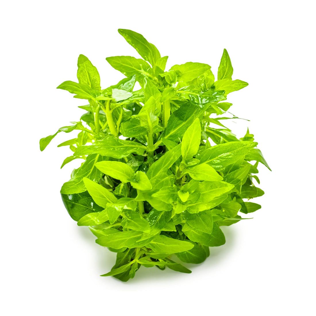 Tropica Staurogyne repens 1-2-GROW!