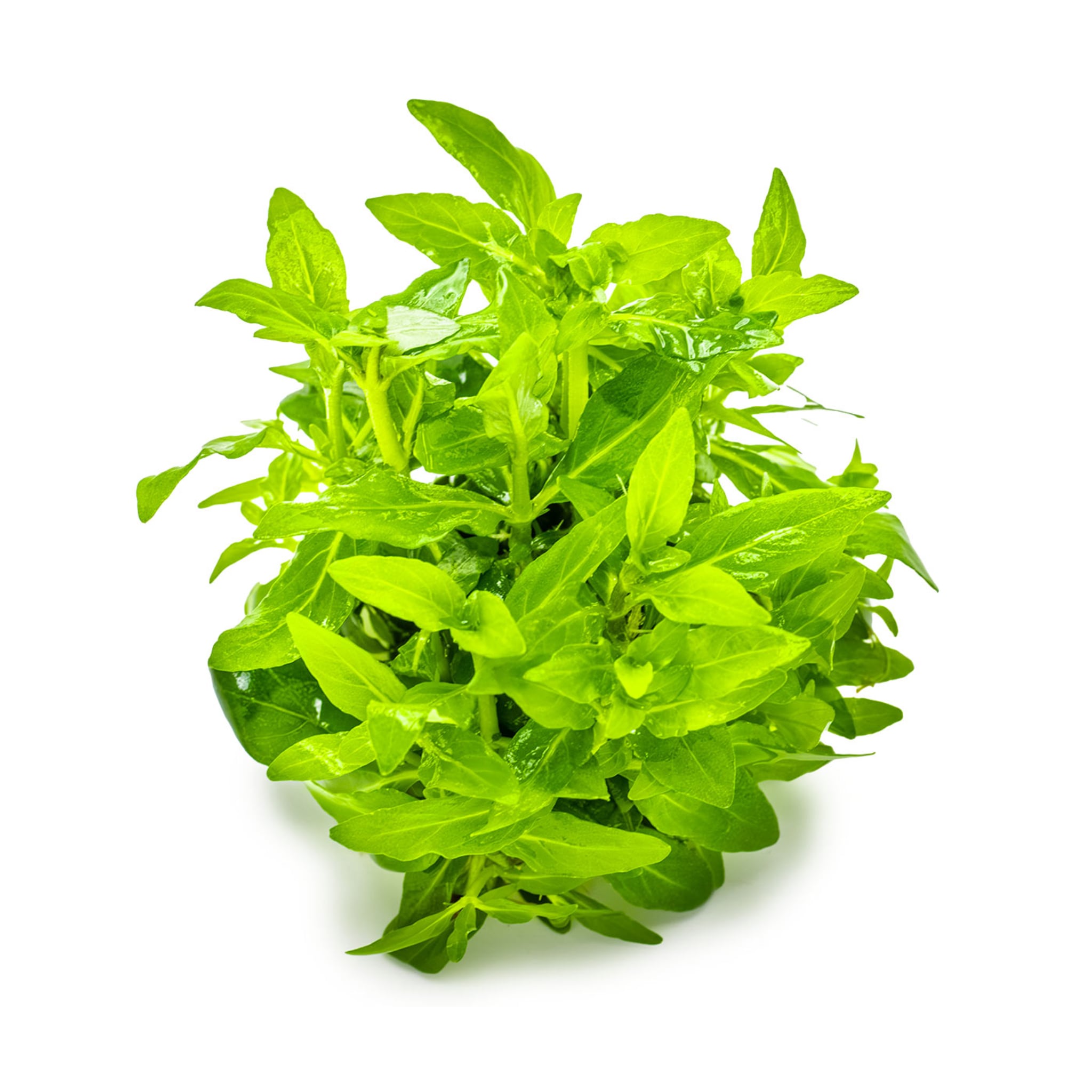 Tropica Staurogyne repens 1-2-GROW!