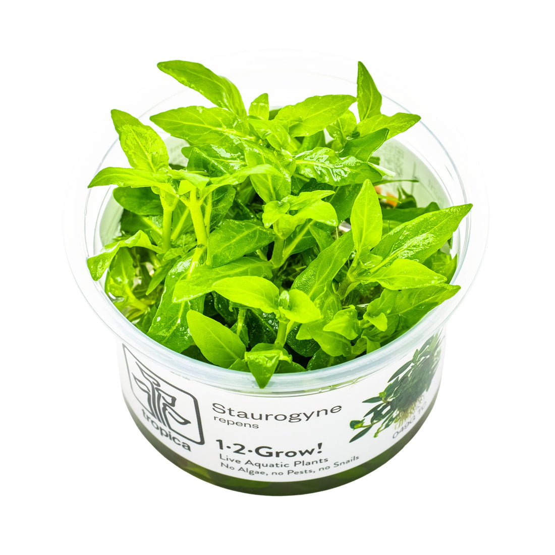 Tropica Staurogyne repens 1-2-GROW!