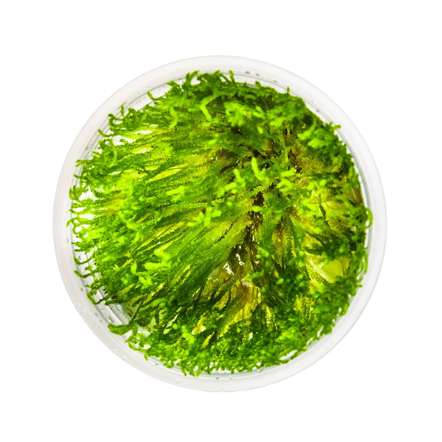 Tropica Taxiphyllum Taiwan moss 1-2-Grow!