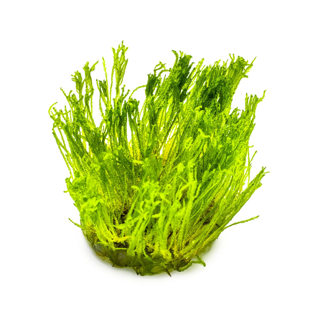 Tropica Taxiphyllum Taiwan moss 1-2-Grow!