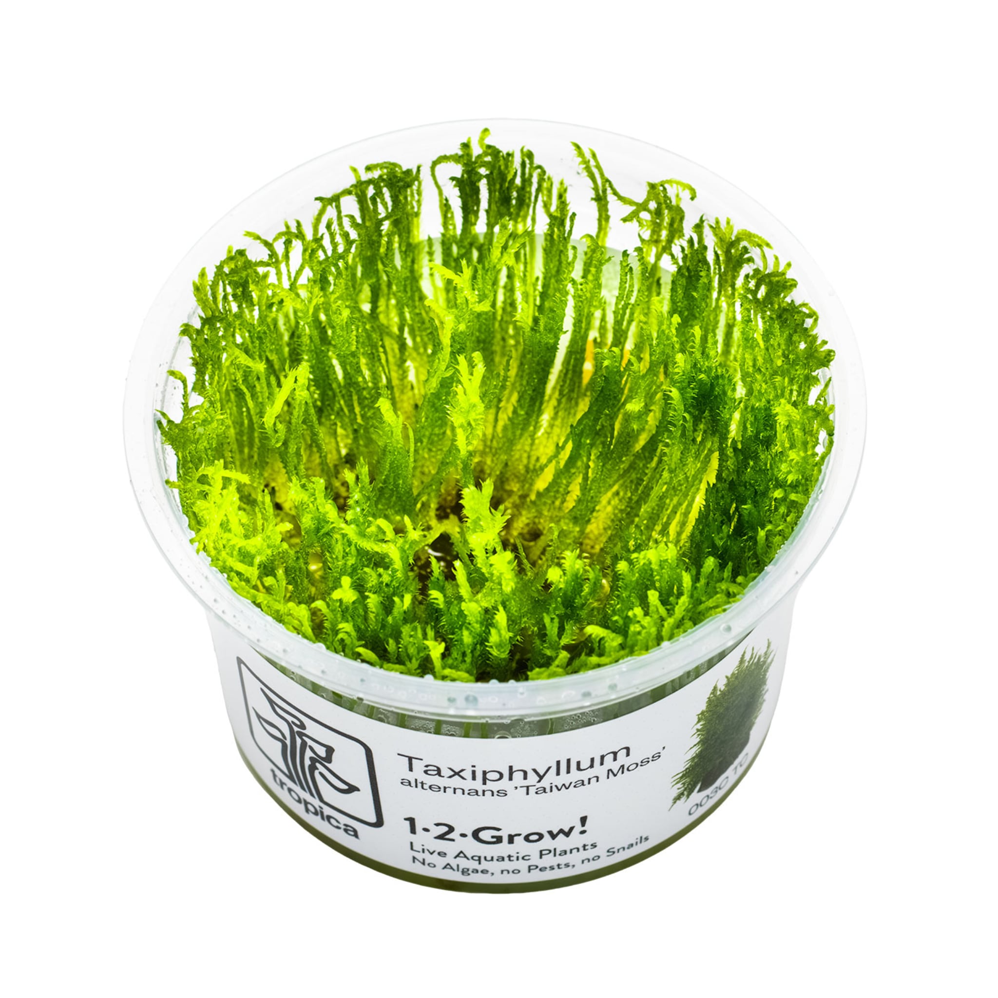 Tropica Taxiphyllum Taiwan moss 1-2-Grow!