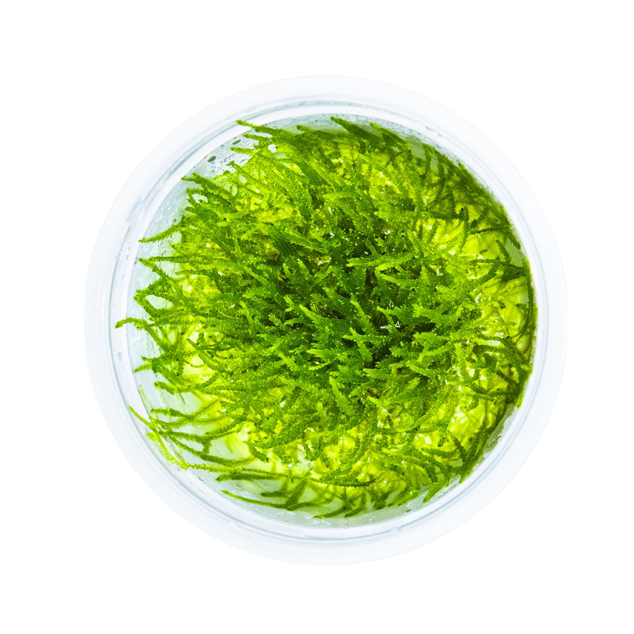 Tropica Taxiphyllum barbieri Bogor Moss 1-2-GROW!