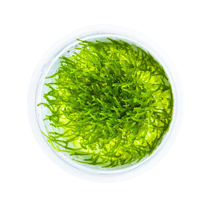 Tropica Taxiphyllum barbieri Bogor Moss 1-2-GROW!