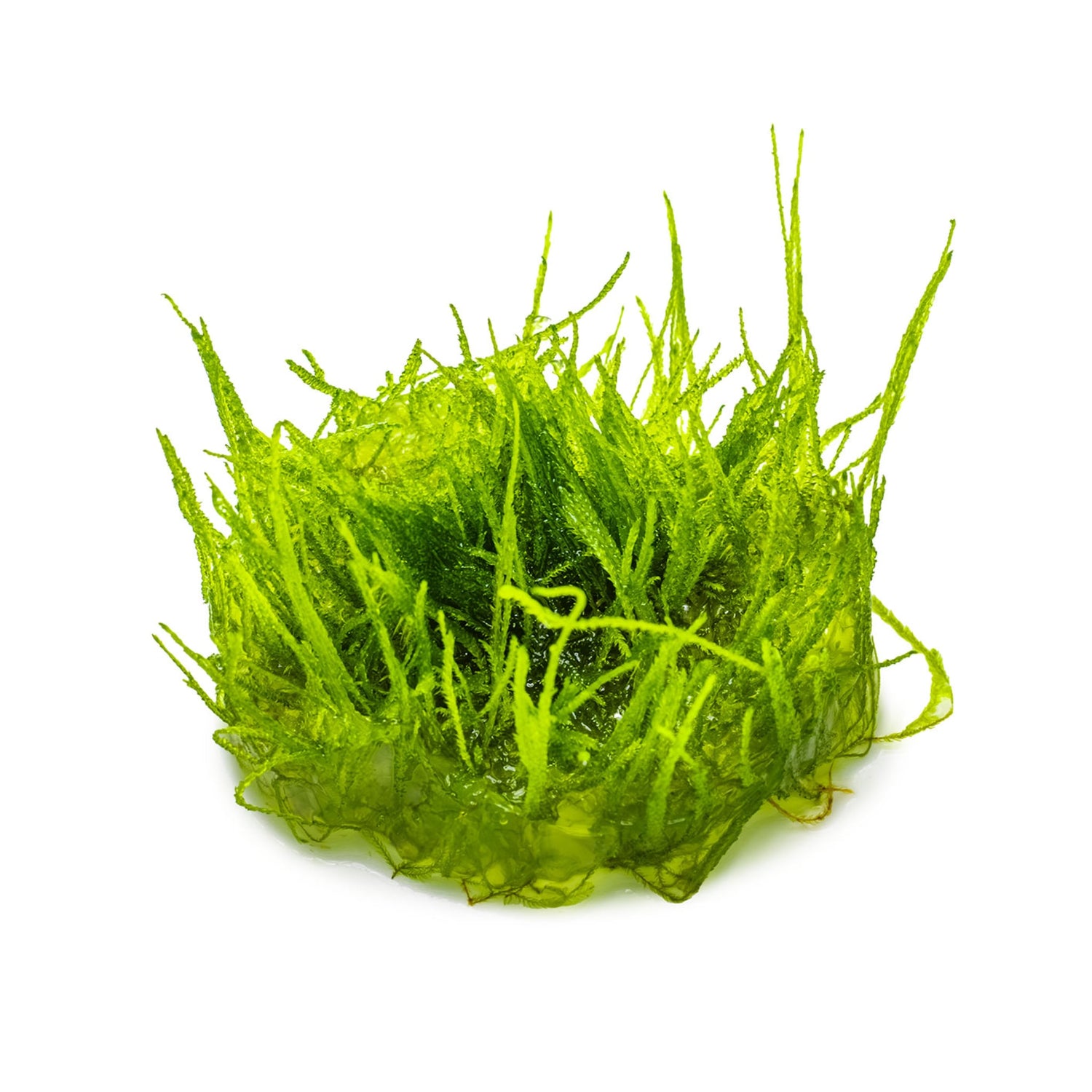 Tropica Taxiphyllum barbieri Bogor Moss 1-2-GROW!