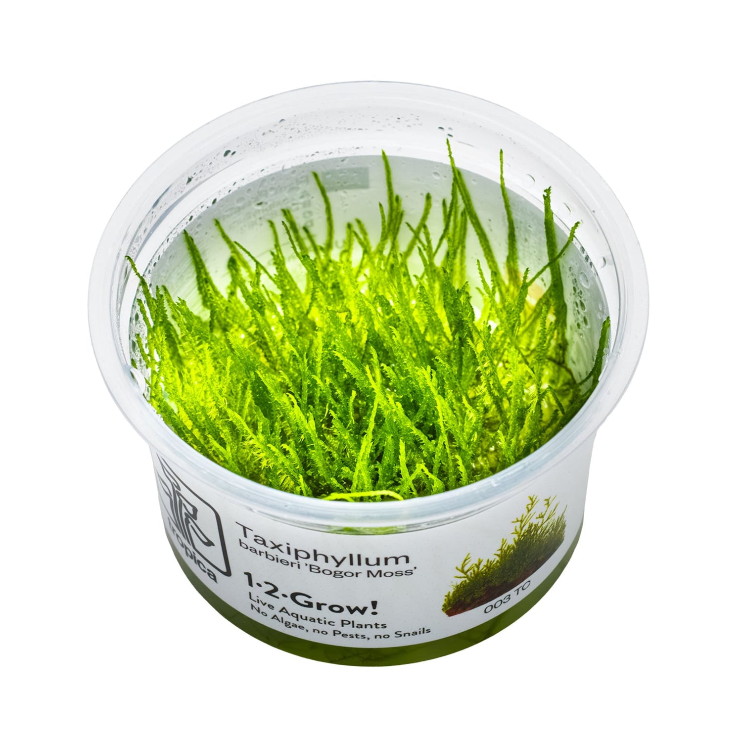 Tropica Taxiphyllum barbieri Bogor Moss 1-2-GROW!