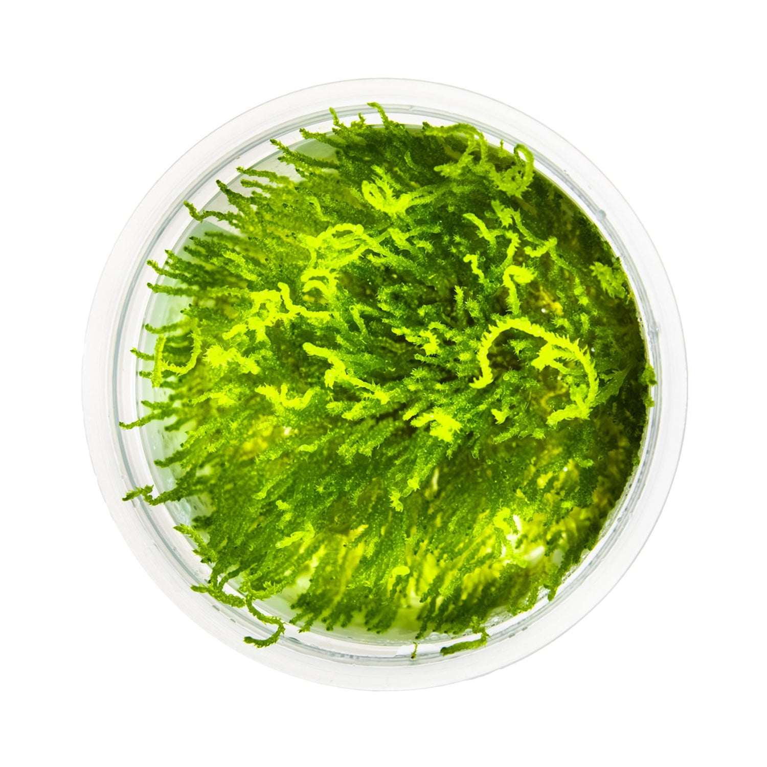 Tropica Taxiphyllum flame 1-2-GROW!