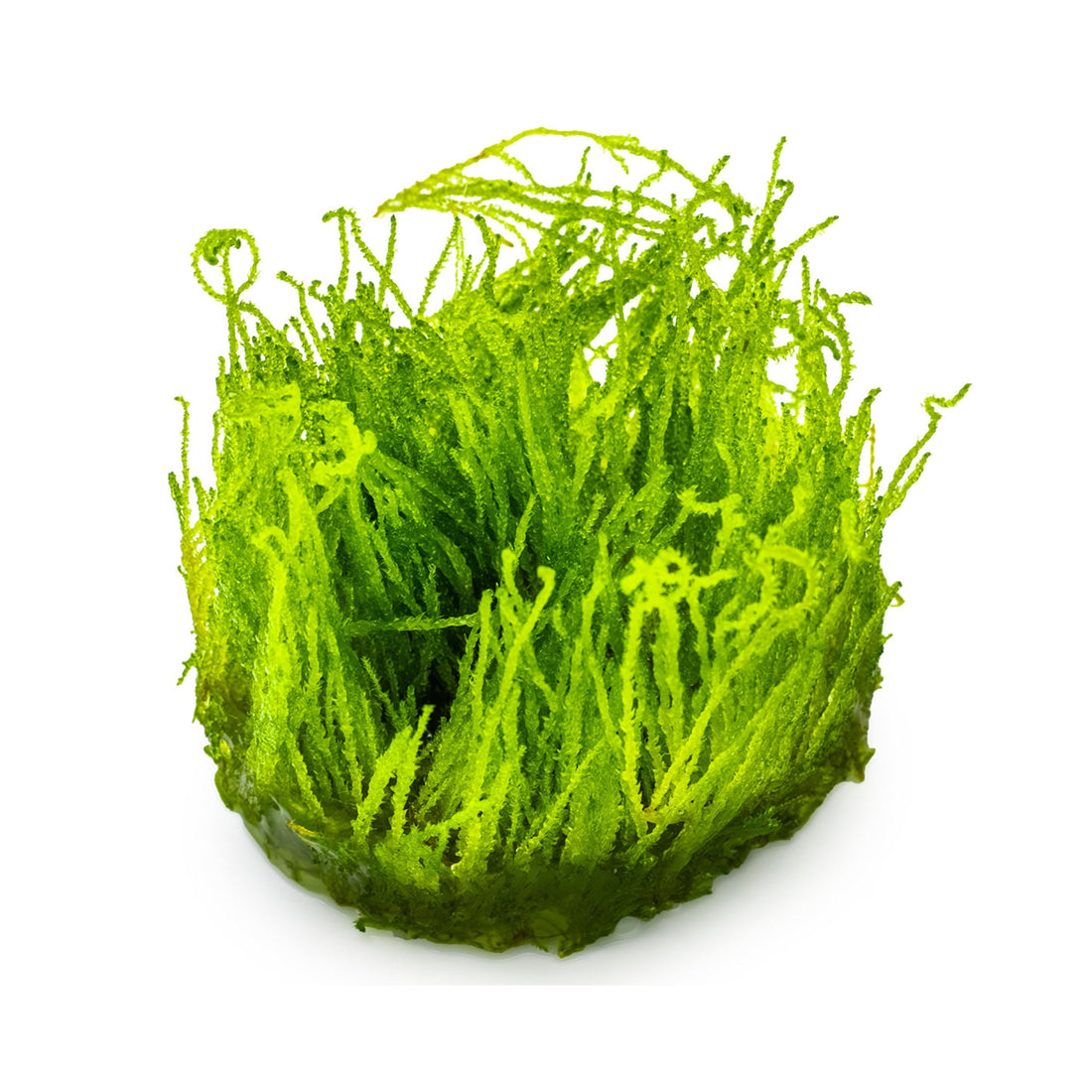 Tropica Taxiphyllum flame 1-2-GROW!