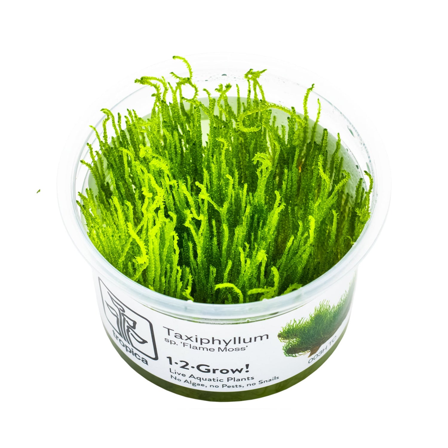 Tropica Taxiphyllum flame 1-2-GROW!
