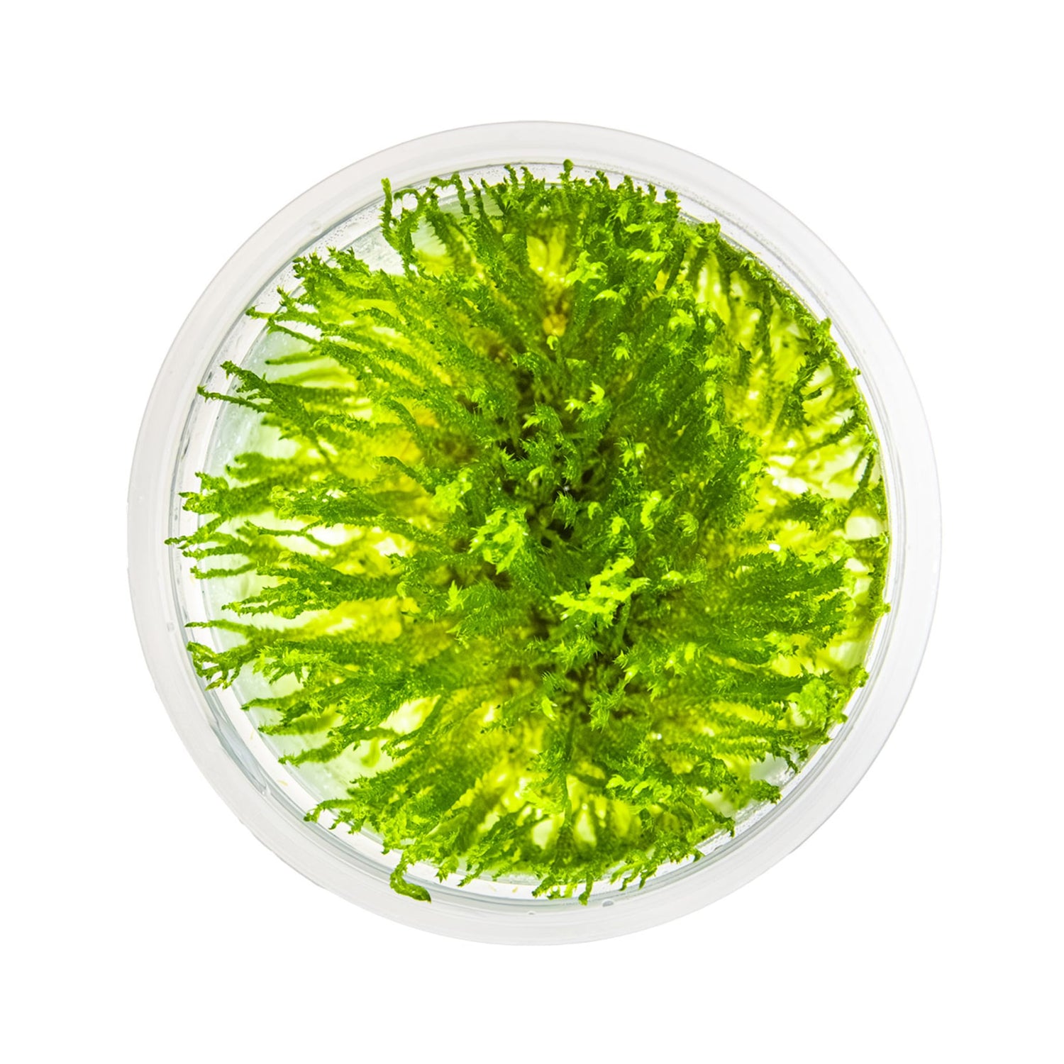 Tropica Taxiphyllum spiky 1-2-Grow!