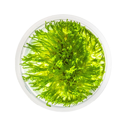 Tropica Taxiphyllum spiky 1-2-Grow!