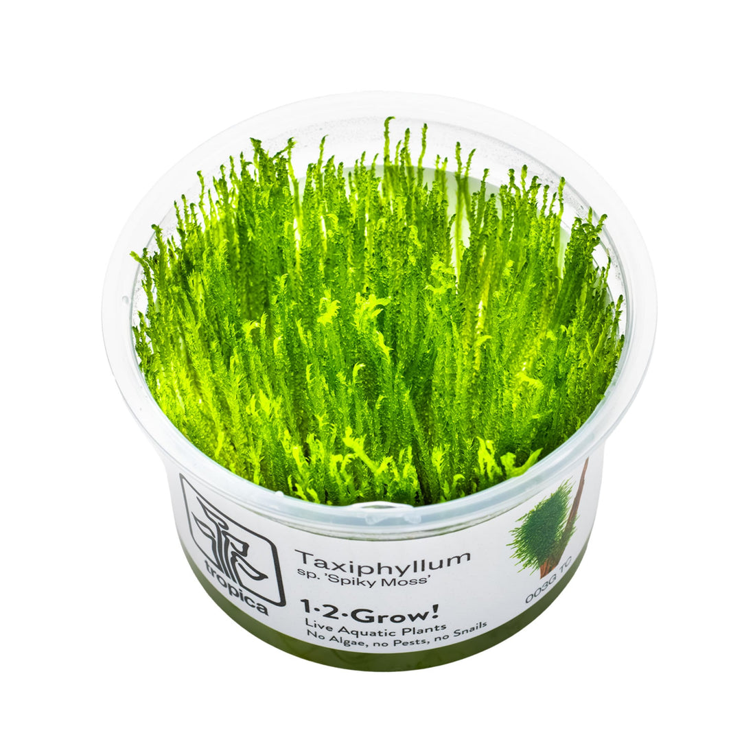 Tropica Taxiphyllum spiky 1-2-Grow!