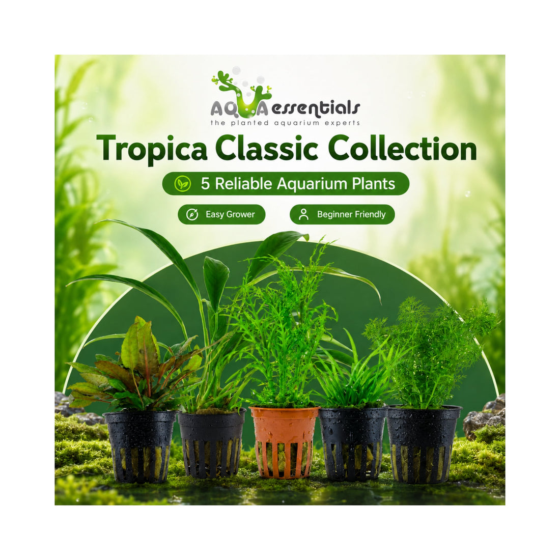 The Tropica Classic Collection