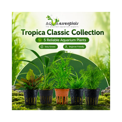 The Tropica Classic Collection