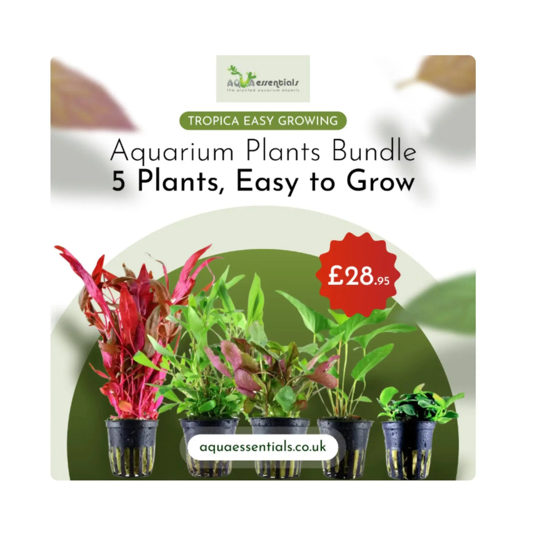 Tropica Beginner Aquarium Plant Bundle - 5 Easy-Care Live Plants Tropica