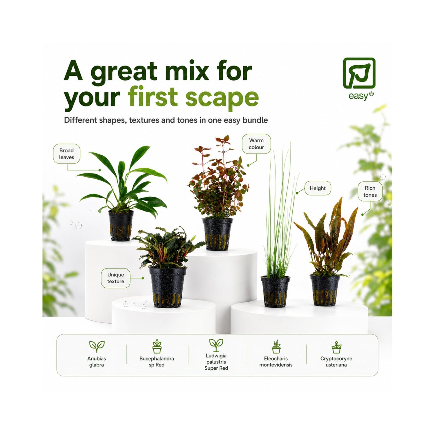 Tropica Beginner Plant Bundle - 5 Easy-Care Aquarium Plant
