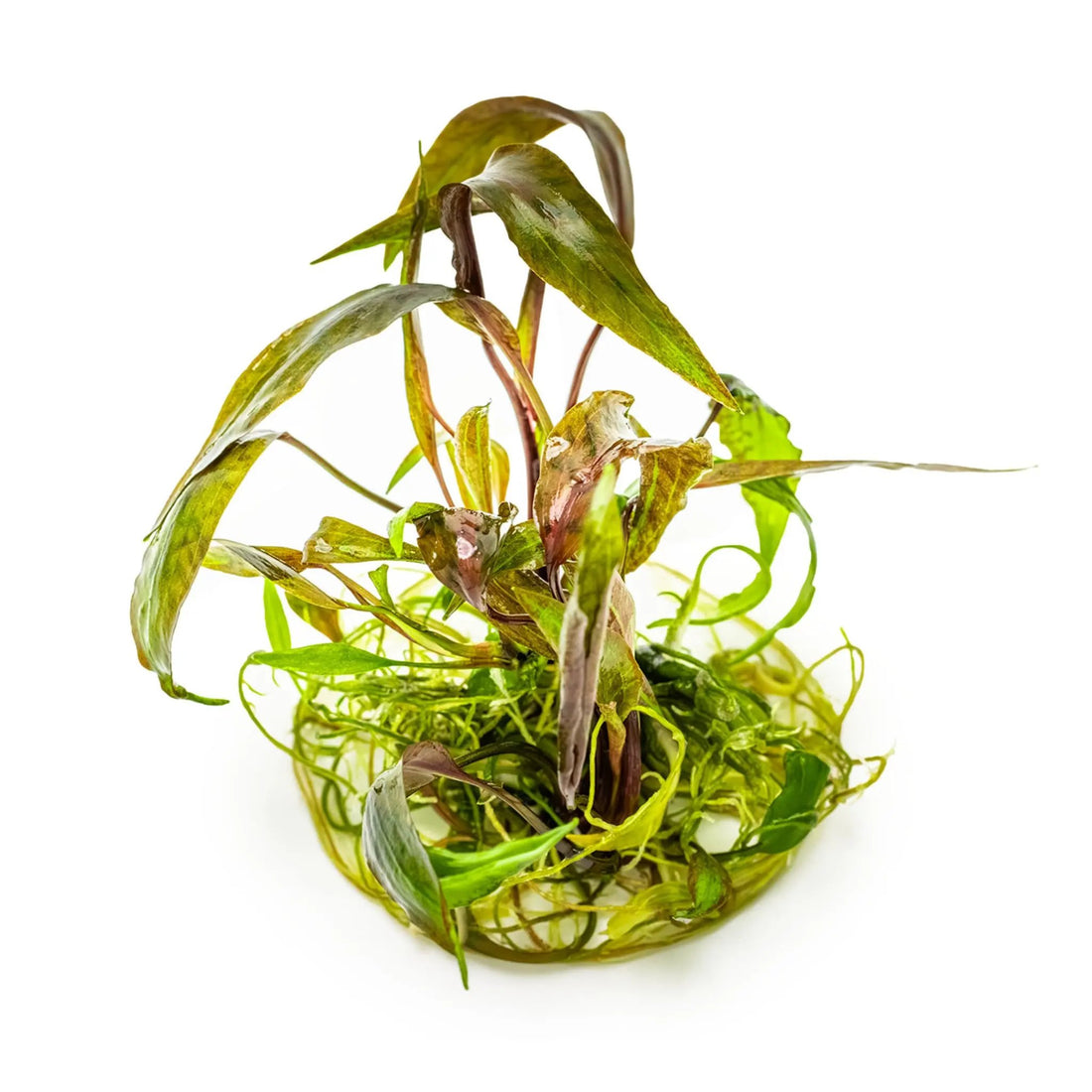 Tropica Cryptocoryne nurii 1-2-GROW! Tropica