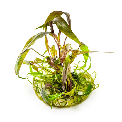 Tropica Cryptocoryne nurii 1-2-GROW! Tropica