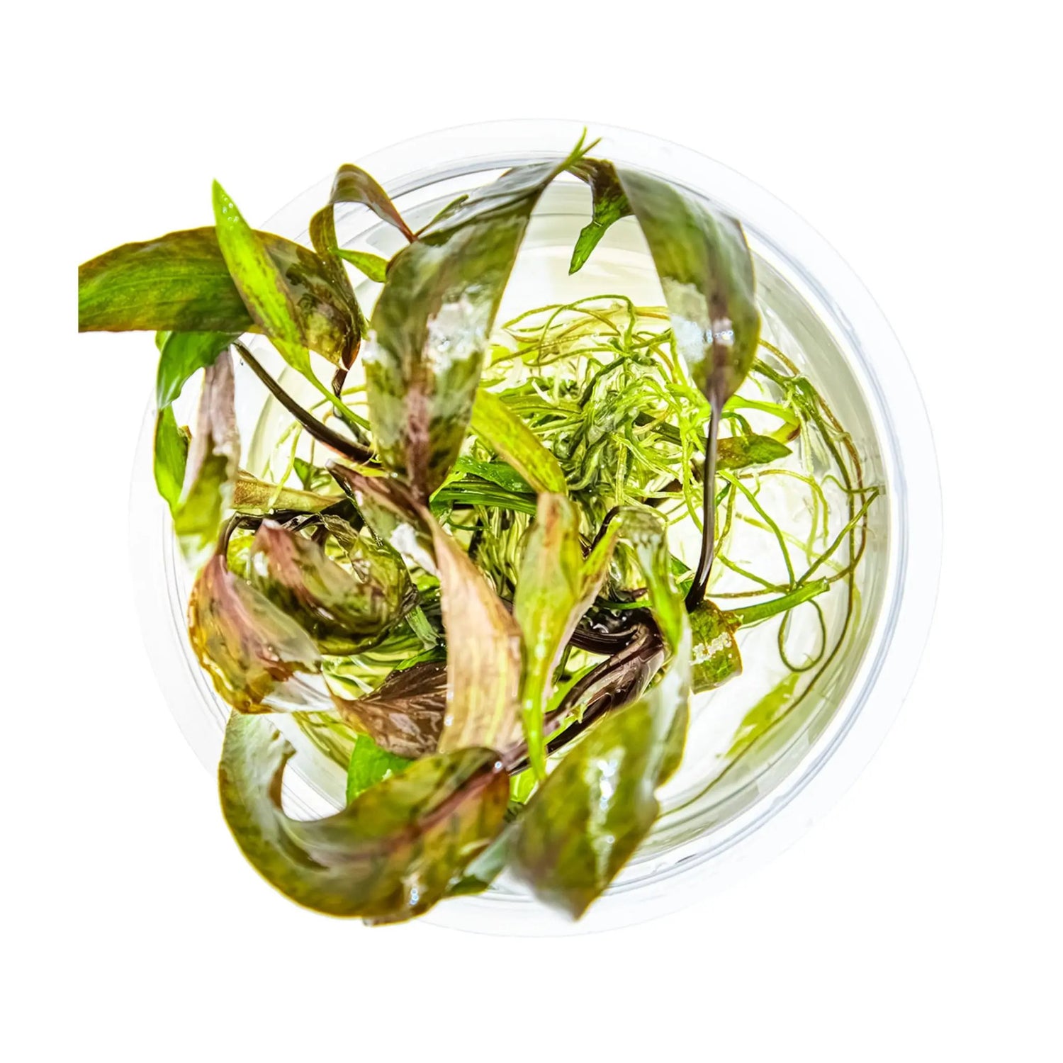Tropica Cryptocoryne nurii 1-2-GROW! Tropica