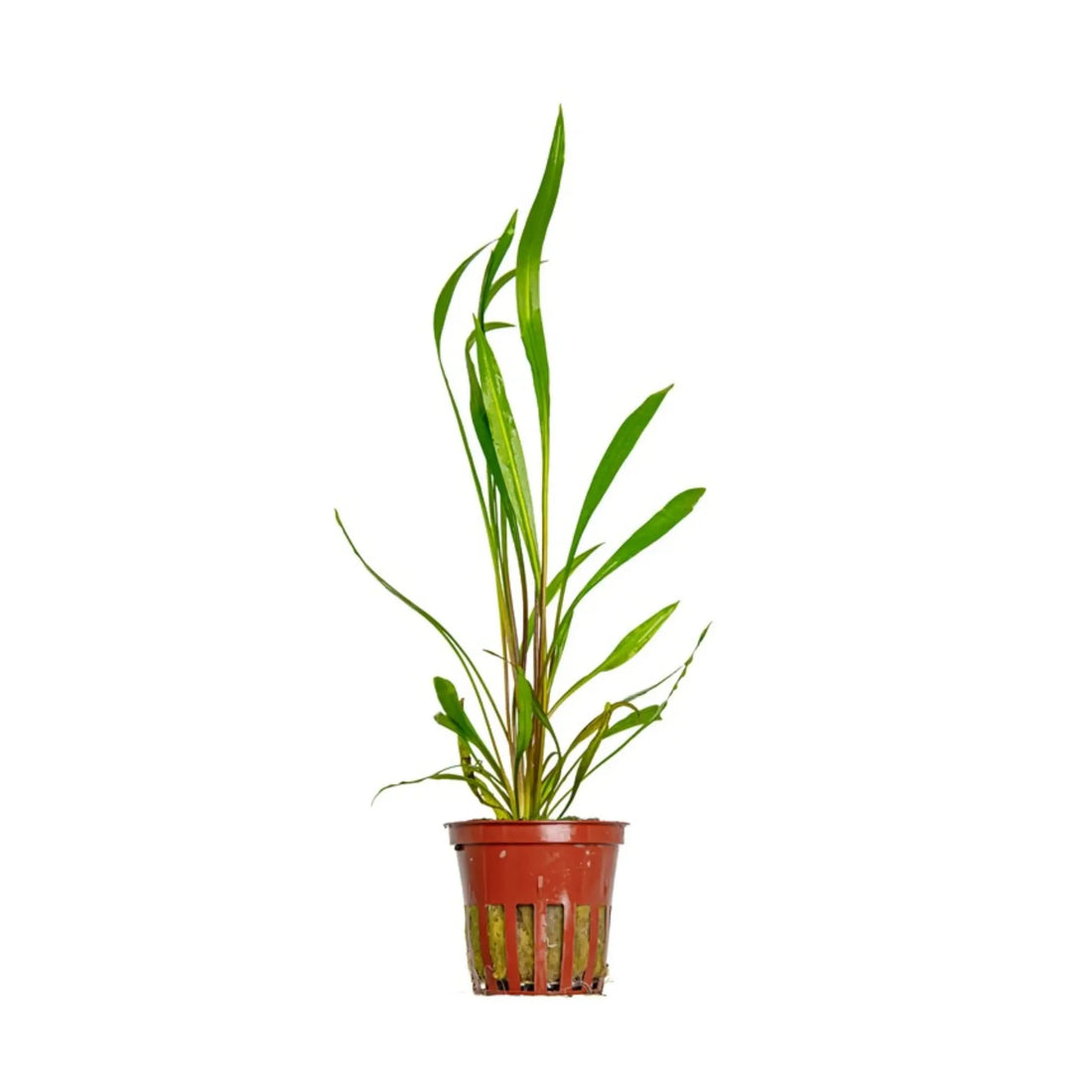 Tropica Cryptocoryne spiralis &