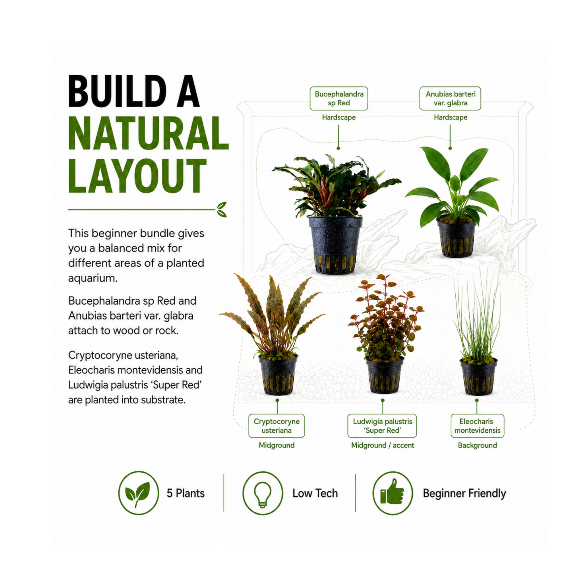 Tropica Easy Aquarium Plant Bundle - 5 Beginner Plants