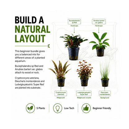 Tropica Easy Aquarium Plant Bundle - 5 Beginner Plants