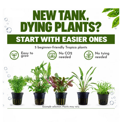 Tropica easy beginner aquarium plant selection, five easy plants in 5cm pots, no CO2 or tying needed
