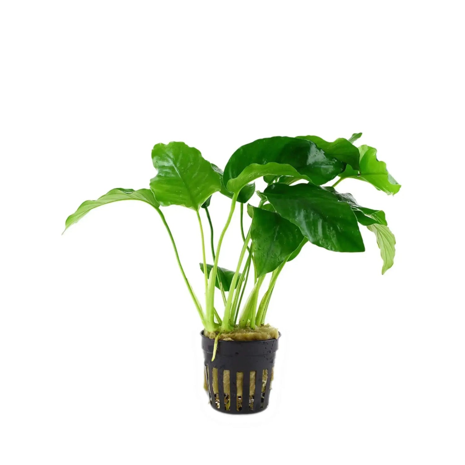 Tropica Beginner Plant Bundle - 5 Easy-Care Aquarium Plant - Aqua