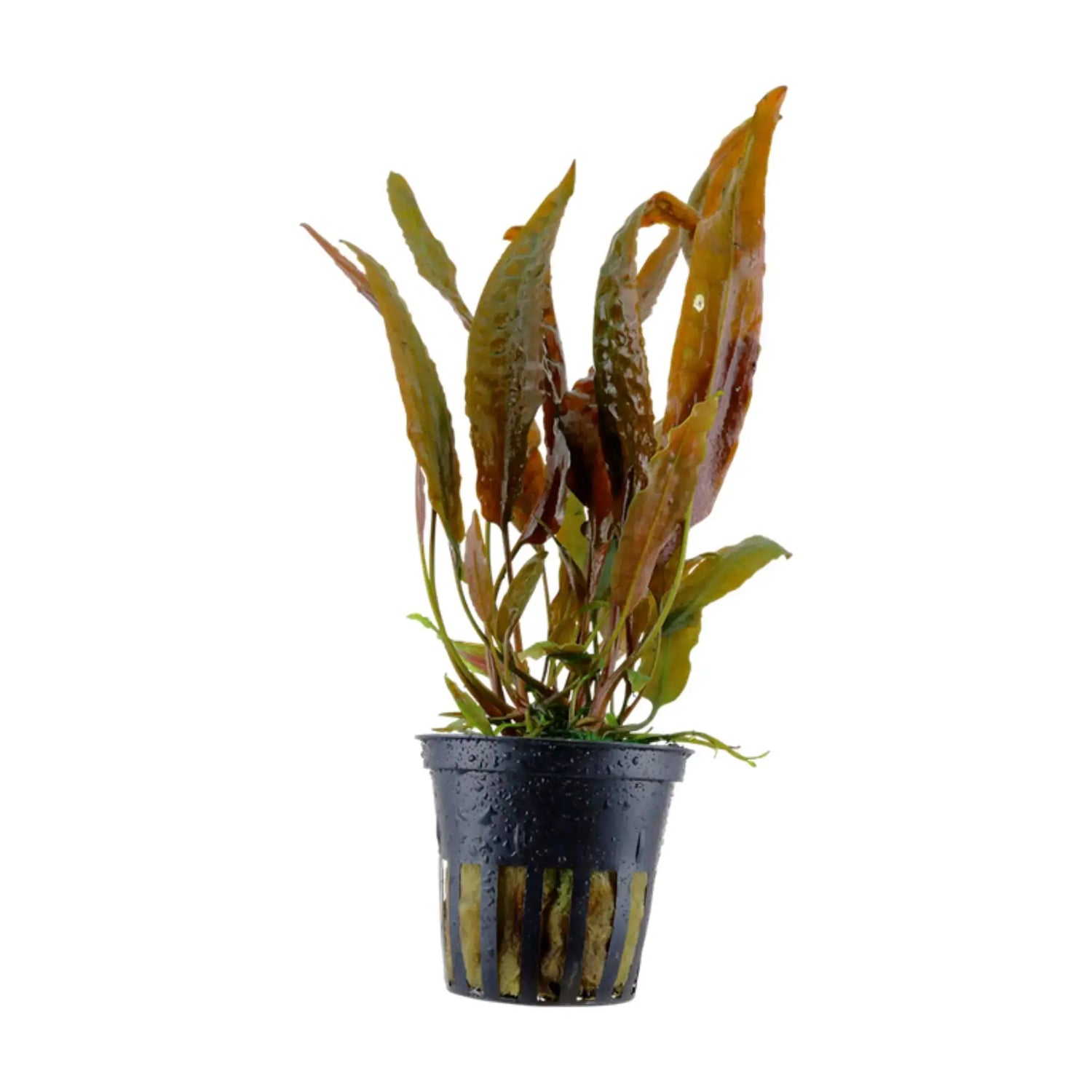Tropica Beginner Plant Bundle - 5 Easy-Care Aquarium Plant - Aqua